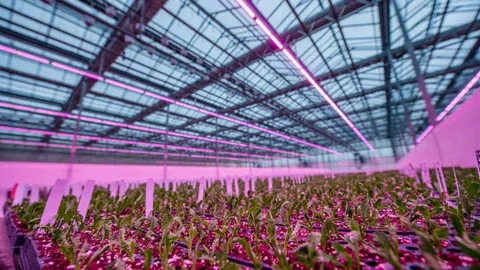 Full Spectrum LED Lighting for Propagation